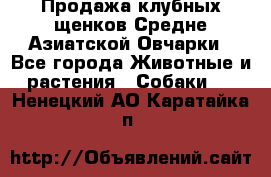 Продажа клубных щенков Средне Азиатской Овчарки - Все города Животные и растения » Собаки   . Ненецкий АО,Каратайка п.